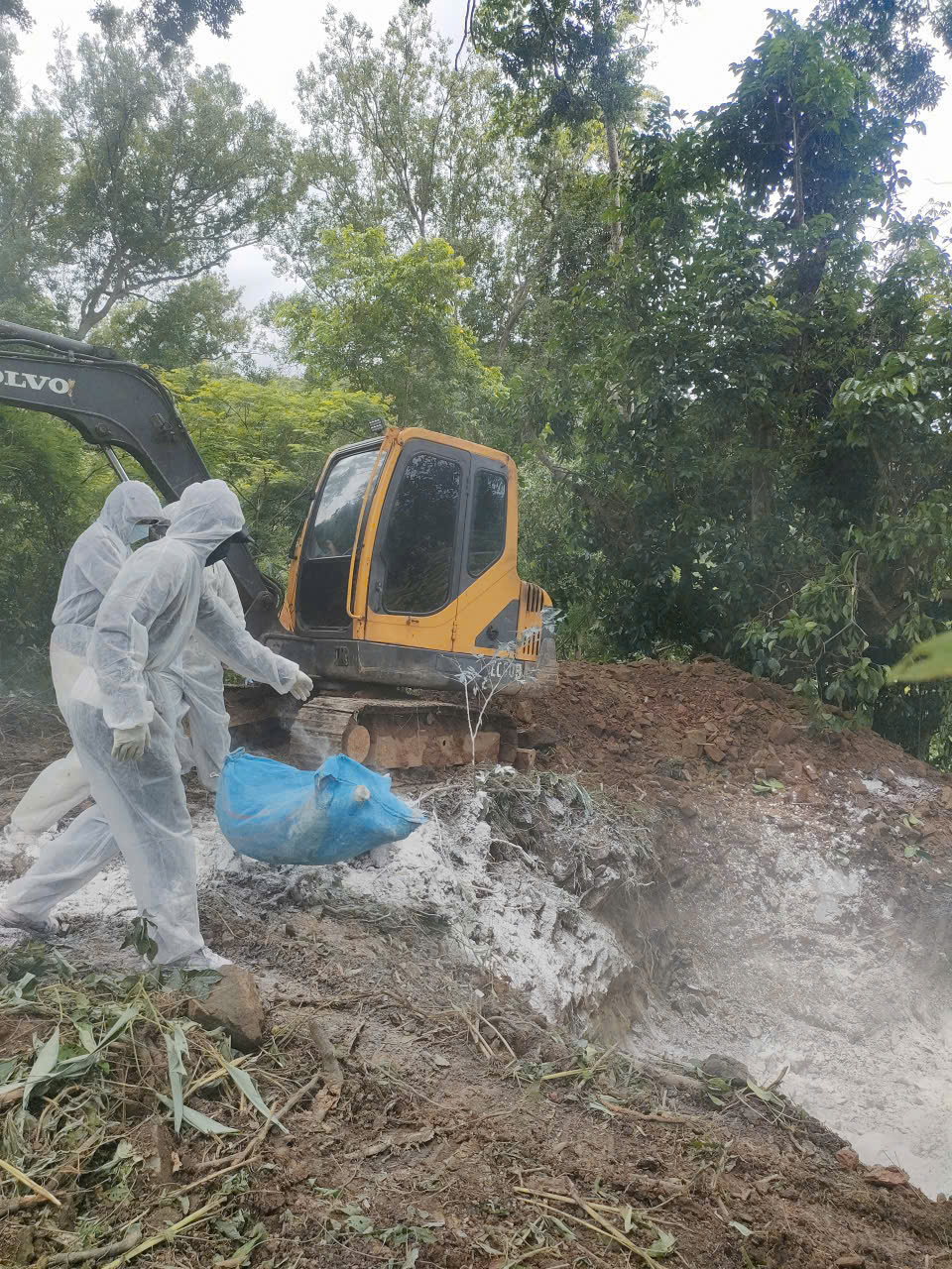 Công tác phòng, chống dịch tả lợn trên địa bàn phường Hòa Hiệp